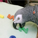parrot education pet
