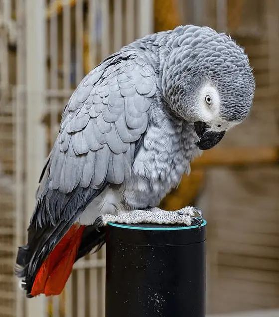 African Grey Parrot Intelligence - African Parrot Pet