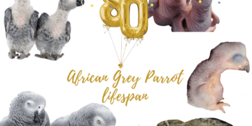 African Grey Parrot lifespan