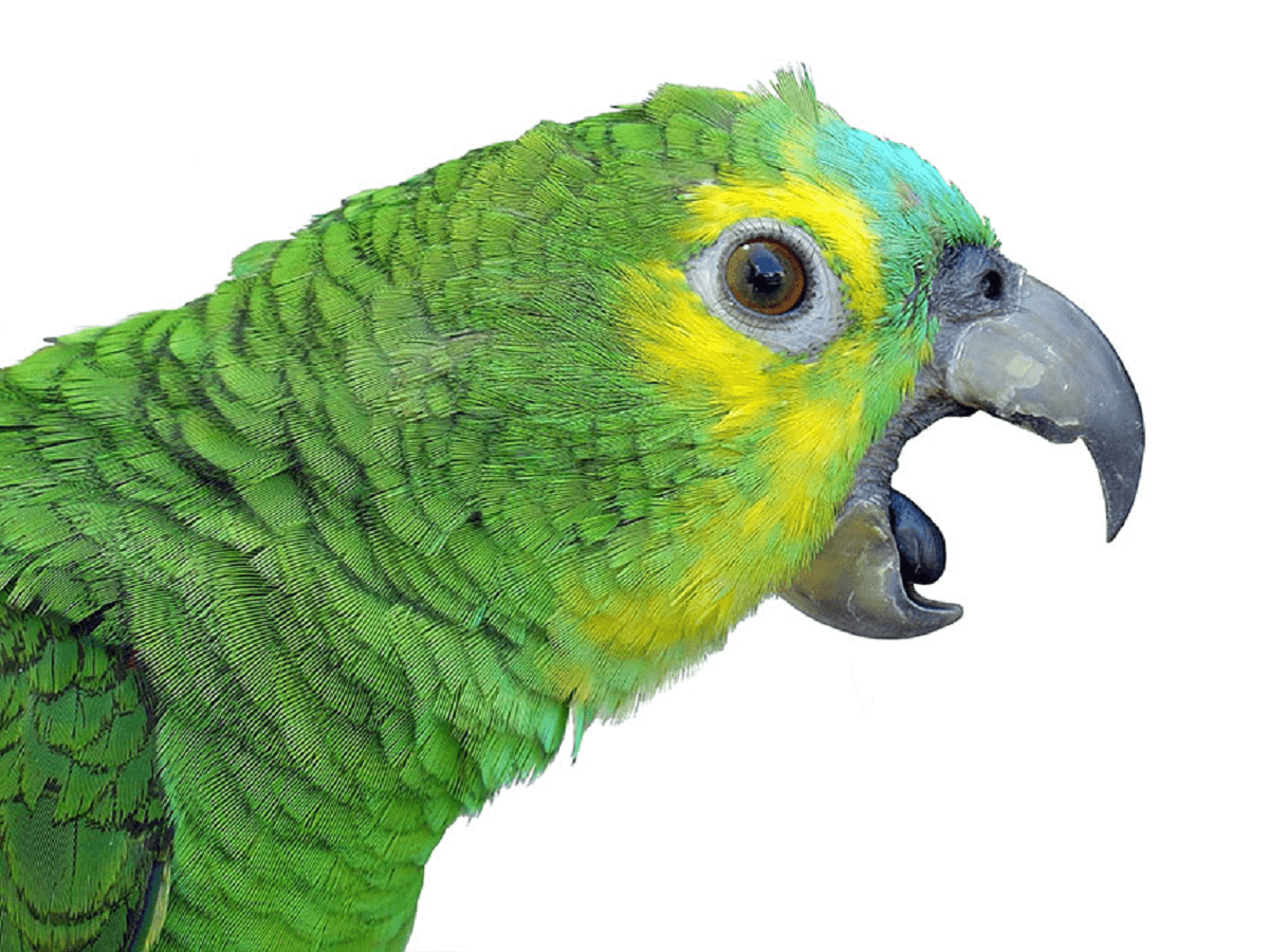 Aggressive Parrots