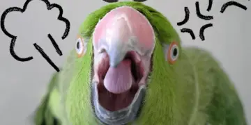 Aggressive Parrots