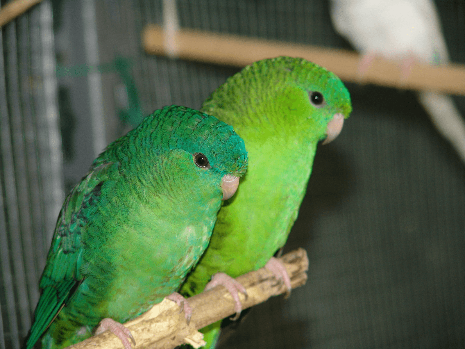 Barred parakeet (Bolborhyncus Lineola)