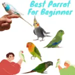Best parrot for beginner