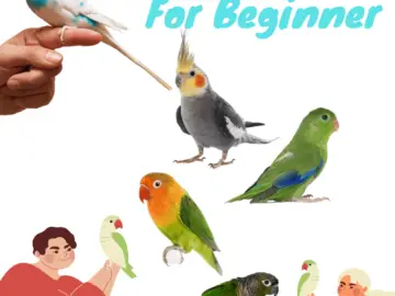 Best parrot for beginner