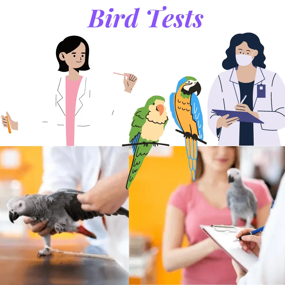 Bird Tests
