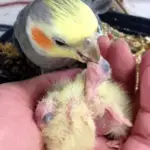 Breeding parrot by hand or by parents