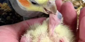 Breeding parrot by hand or by parents