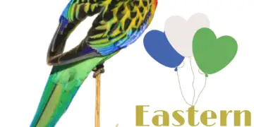 Eastern rosella