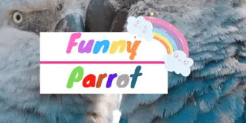 Funny Parrot