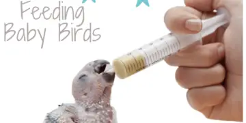 Hand feeding baby birds