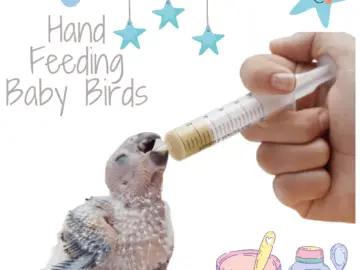 Hand feeding baby birds