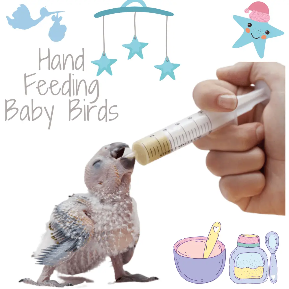 Hand feeding baby birds