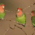 Rosy-faced parrot
