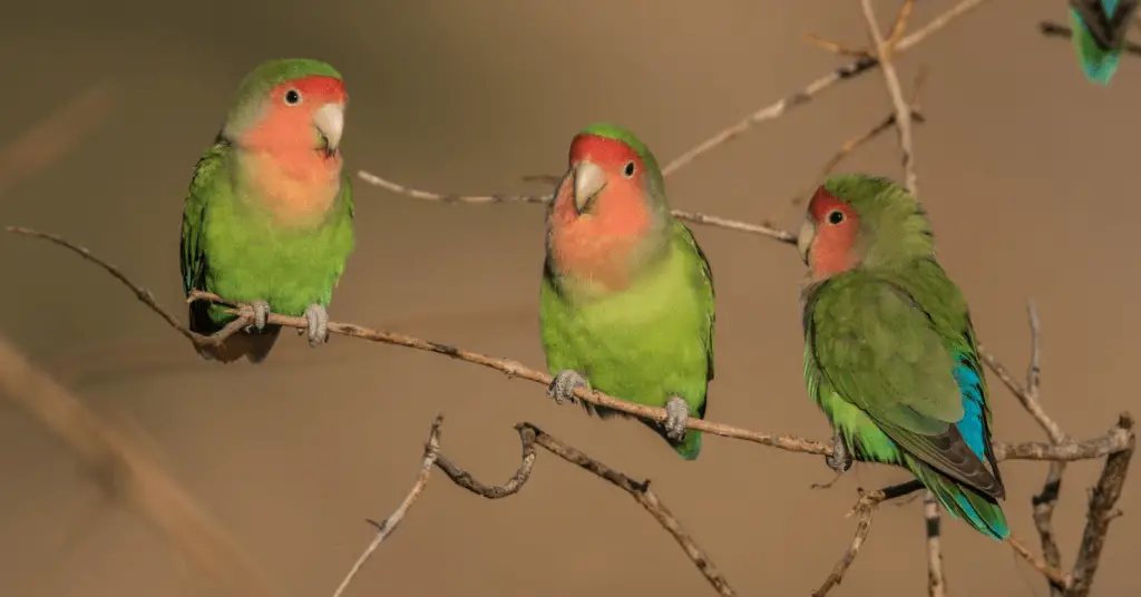 Rosy-faced lovebird parrot