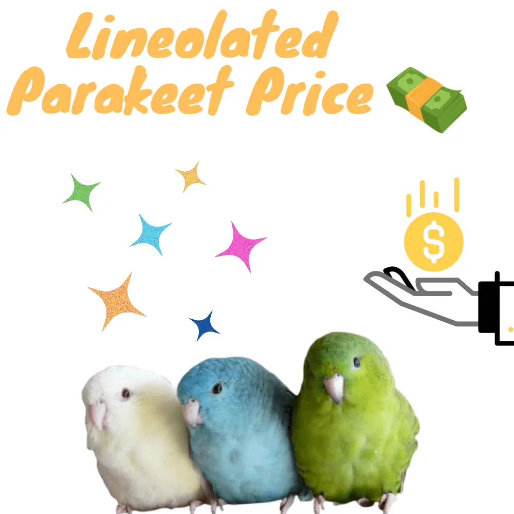 Lineolated parakeet price