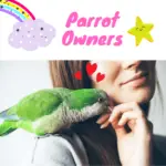 Own a parrot