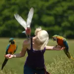 Parrot Flight Training