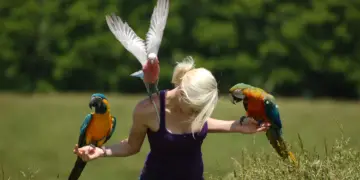 Parrot Flight Training