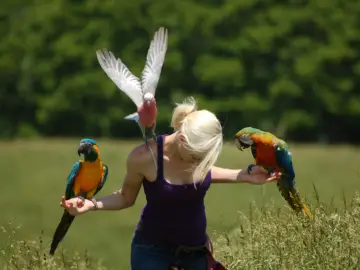 Parrot Flight Training