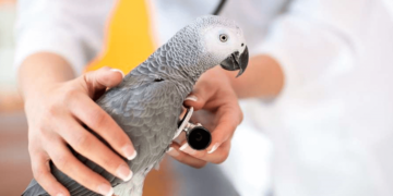 Parrot prevention