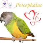 Poicephalus