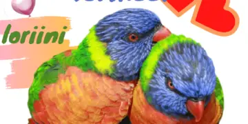 Rainbow lorikeet