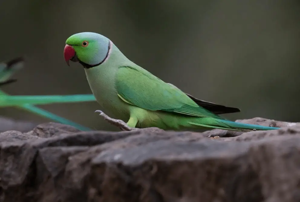 Rose Ringed Parakeet Health Diet Personality Intelligence And Care