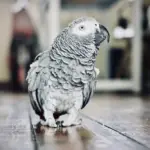 Screening tests for parrots