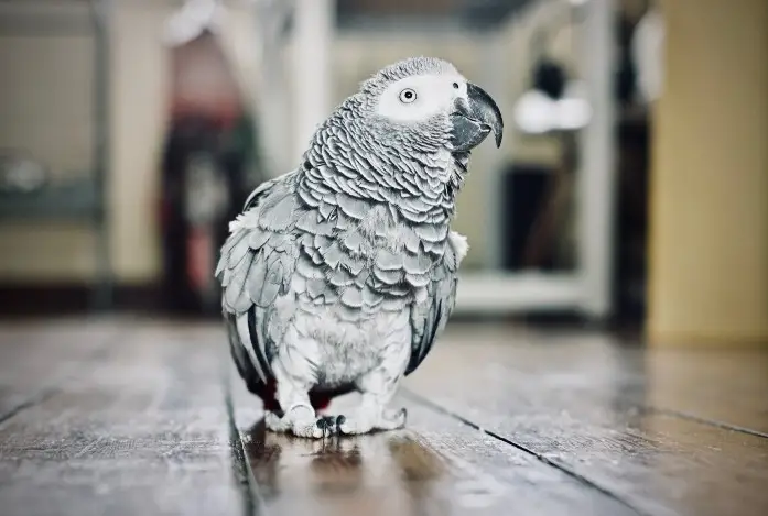Screening tests for parrot