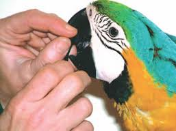 Screening tests for parrots