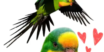 Superb parrot