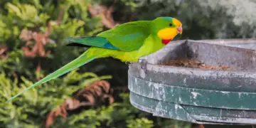 Superb parrot (Polytelis swainsonii)