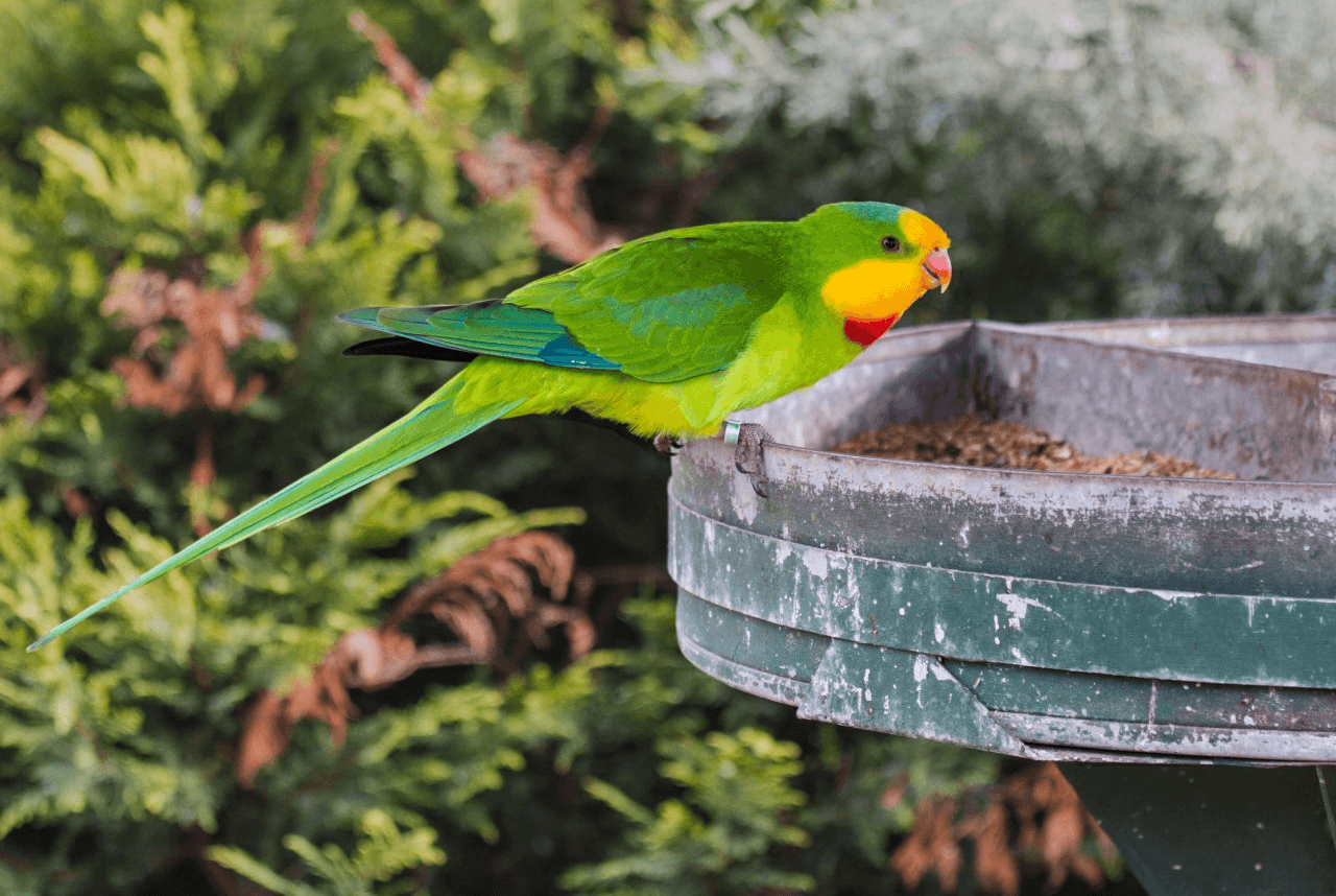 Superb parrot Polytelis swainsonii