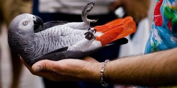 Where To Buy A Parrot African Grey