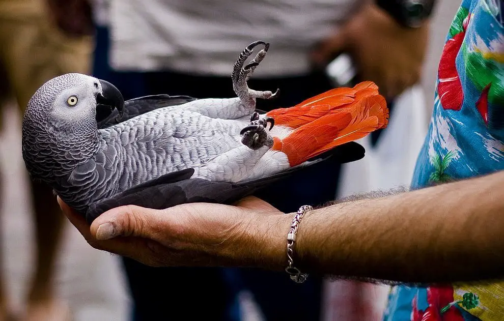 Where To Buy A Parrot African Grey