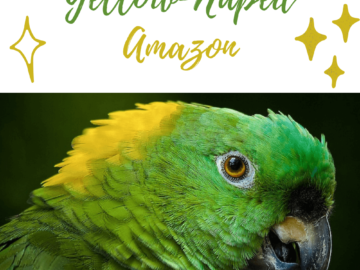 Yellow-Naped Amazon