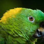 Amazon yellow-necked (Amazona ochrocephala)