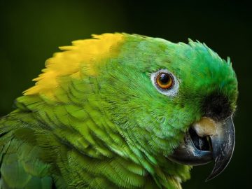 Amazon yellow-necked (Amazona ochrocephala)