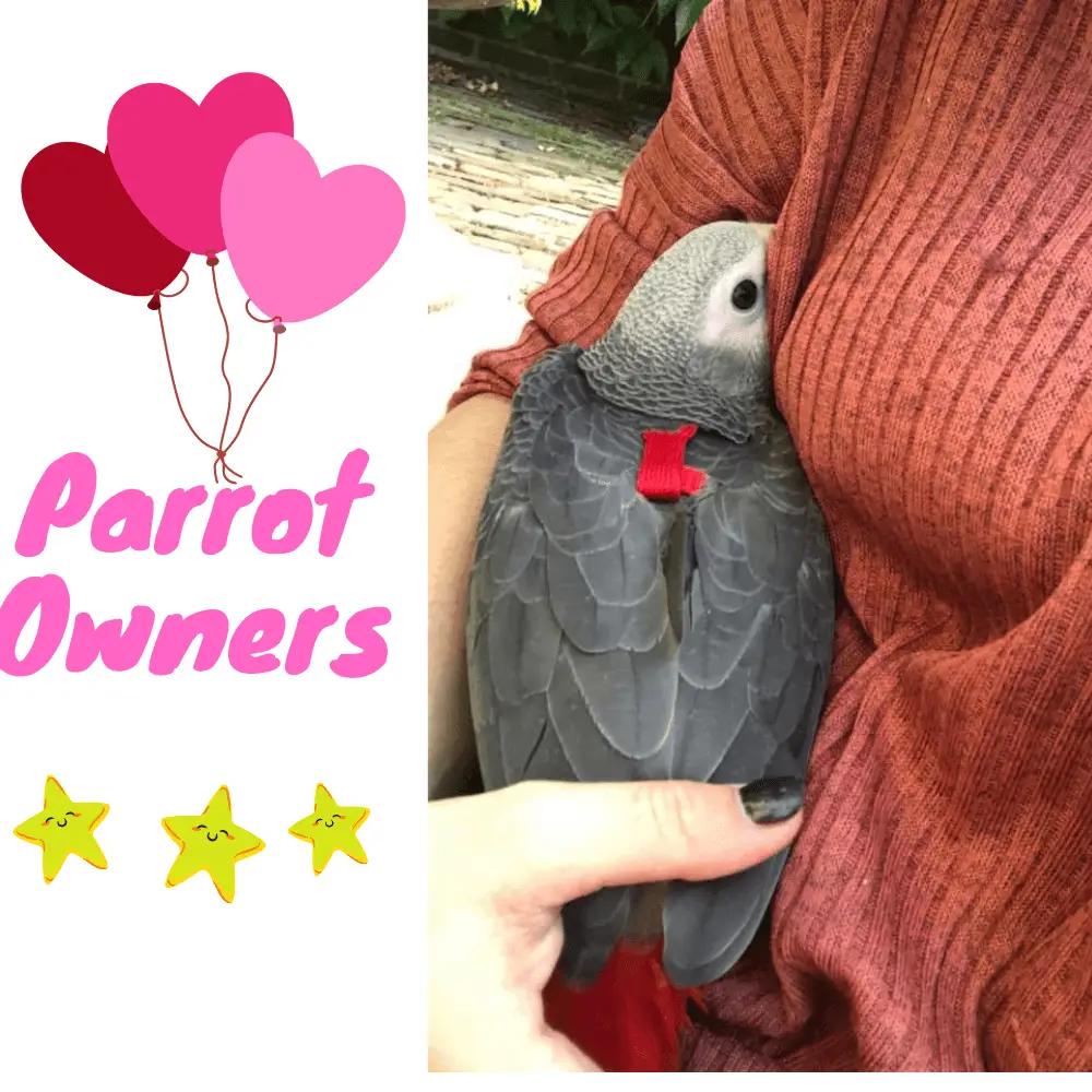 adopt a parrot