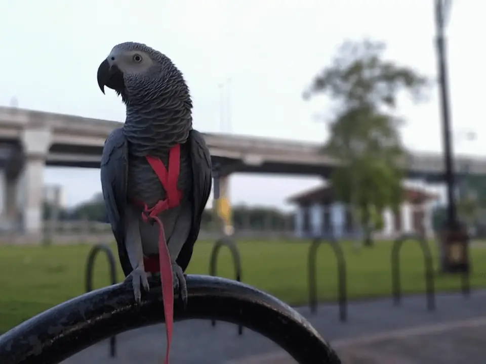 African Grey Parrot Intelligence