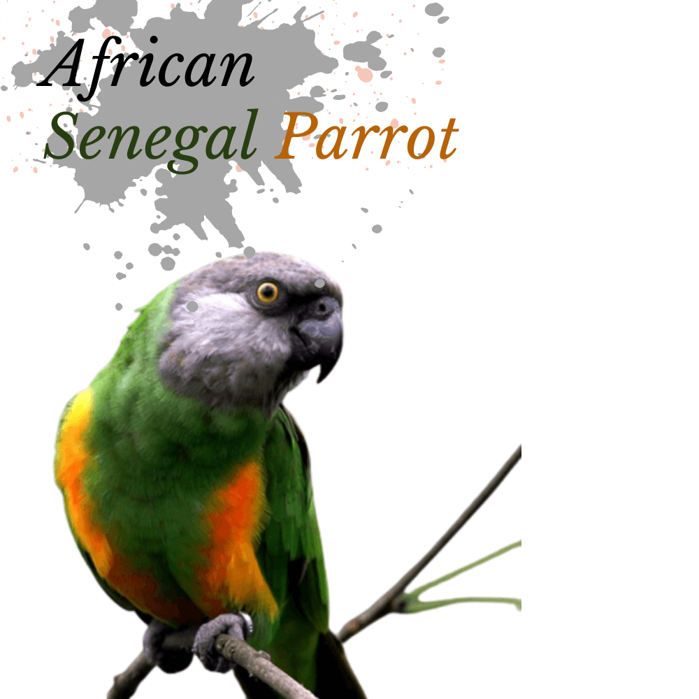 african senegal parrot