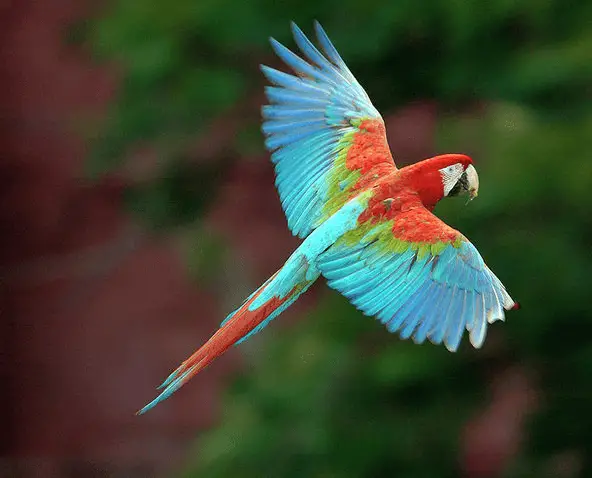Red and green macaw (Ara ararauna-chloropterus)