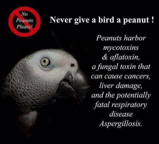 Poisonous Foods for Parrots