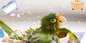 bathing parrots