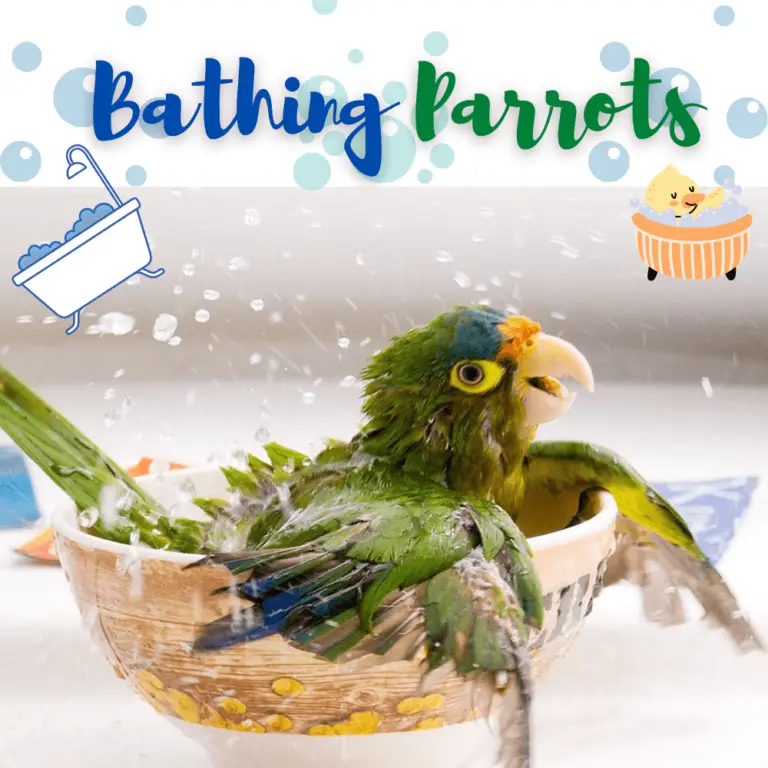 Parrot enrichment Bird enrichment toys Bird enrichment ideas