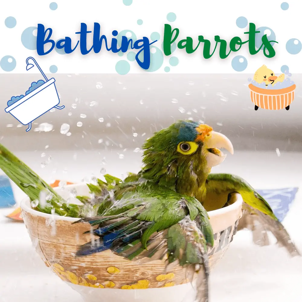 bathing parrots