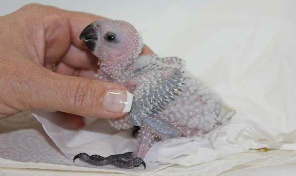 african grey parrot baby