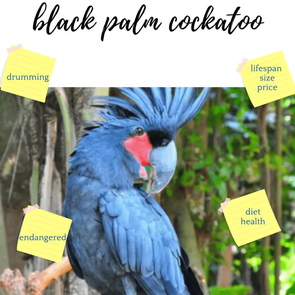 black palm cockatoo
