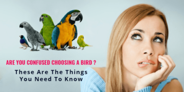 choosing parrot