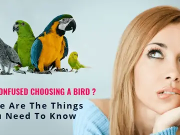 choosing parrot